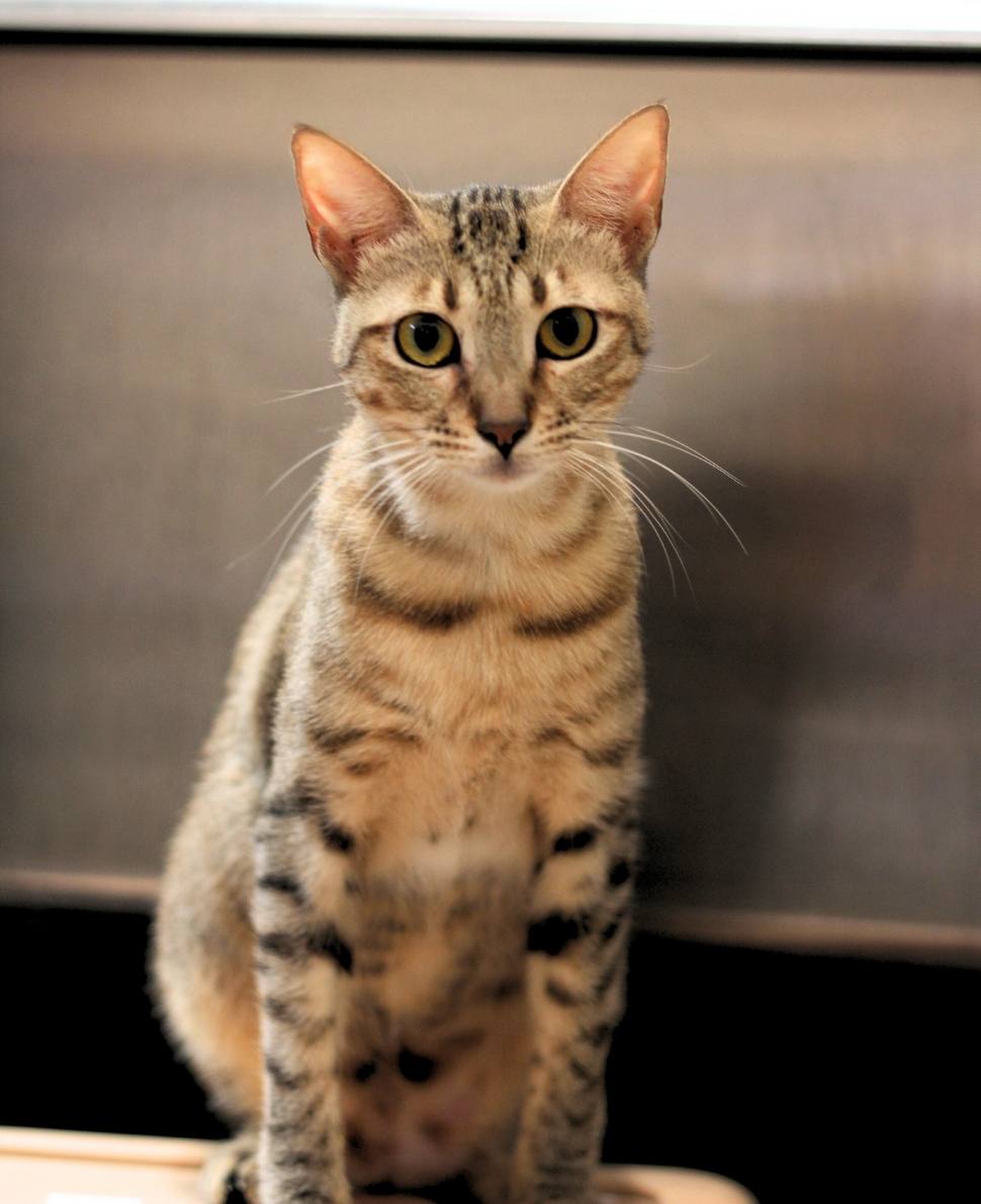 Mazda | NEKO Cat Cafe Seattle | NEKO: A Cat Cafe | SIP THE DRINKS