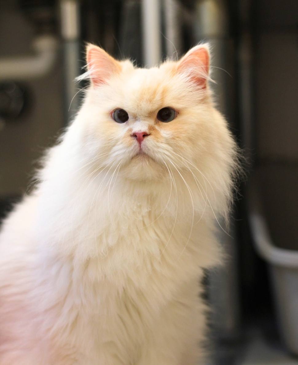 Zest | NEKO: A Cat Cafe | SIP THE DRINKS. PET THE CATS. | Seattle