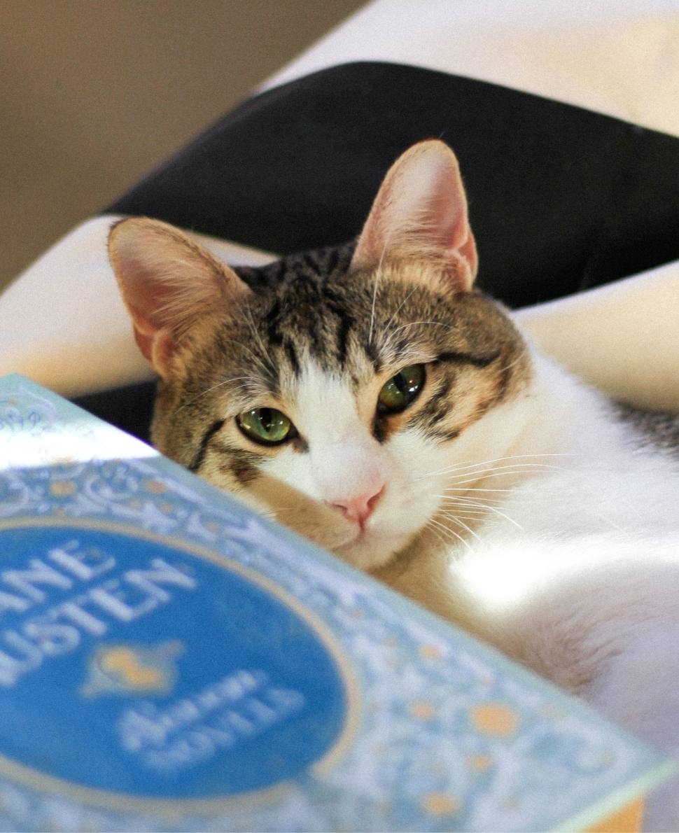 Mazda | NEKO Cat Cafe Seattle | NEKO: A Cat Cafe | SIP THE DRINKS