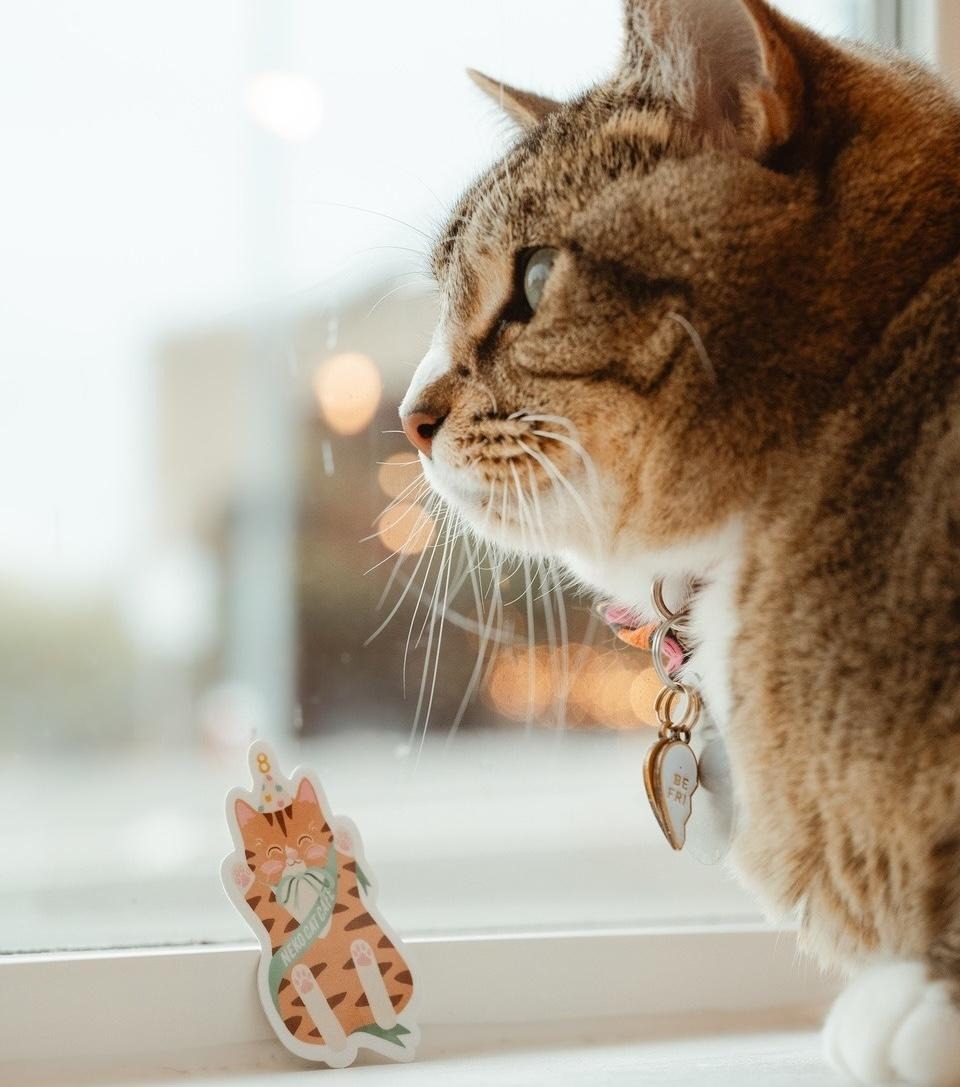 Chloe, a resident at NEKO Bellingham, with a special 8th birthday sticker made in her glorious image.