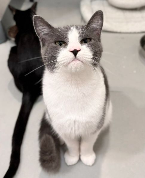 Zest | NEKO: A Cat Cafe | SIP THE DRINKS. PET THE CATS. | Seattle