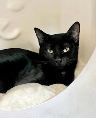 Isabella Garcia-Shapiro