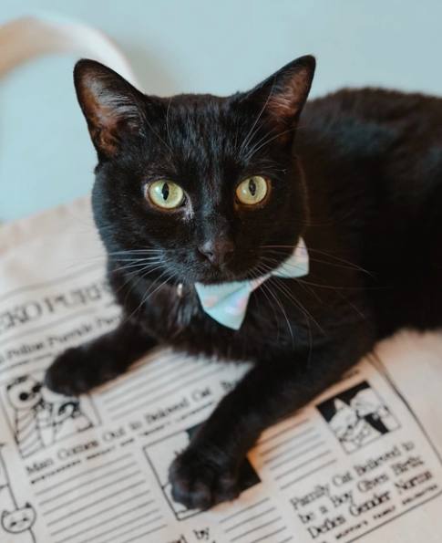 Daphne | NEKO: A Cat Cafe | SIP THE DRINKS. PET THE CATS