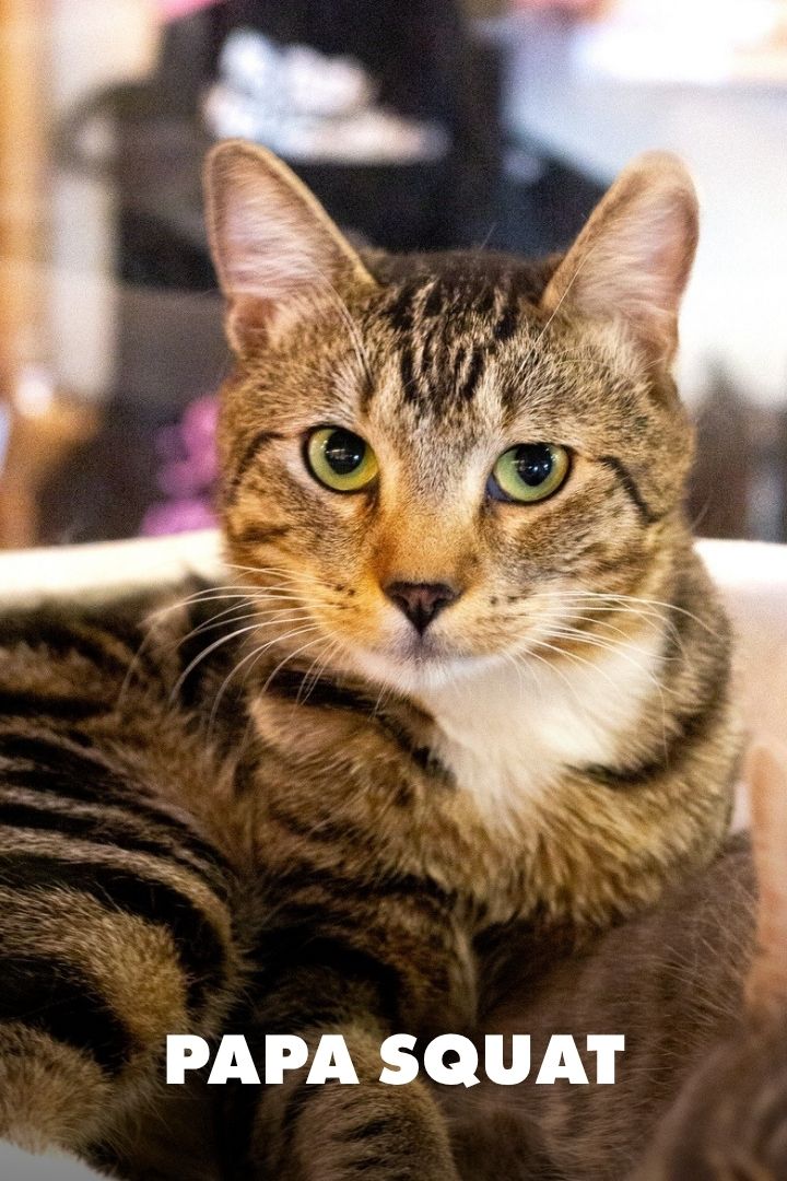Papa Squat, Adopted at NEKO Cat Cafe in Seattle