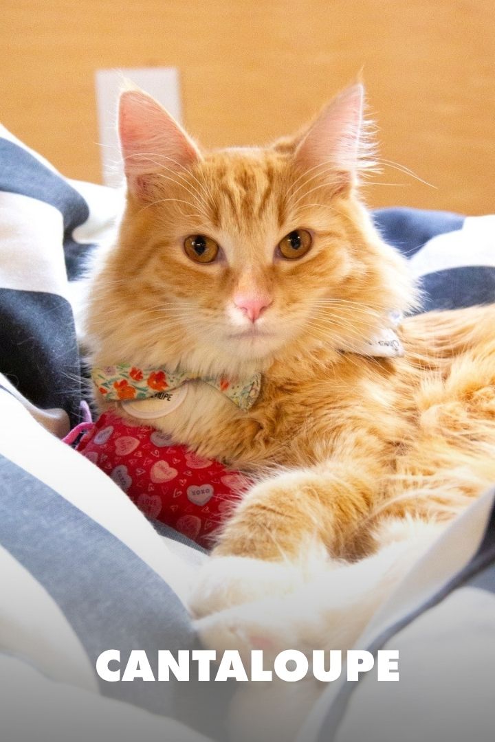 Cantaloupe, Adopted at NEKO Cat Cafe in Seattle