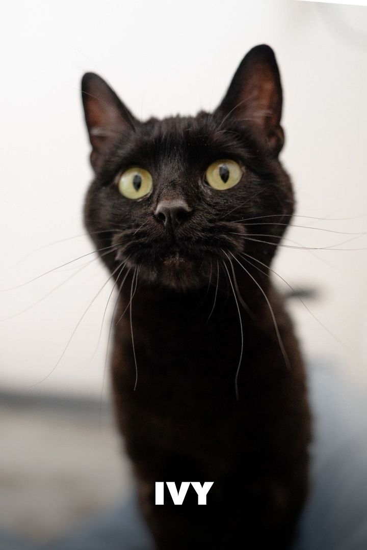 Ivy, Adopted at NEKO Cat Cafe in Bellingham