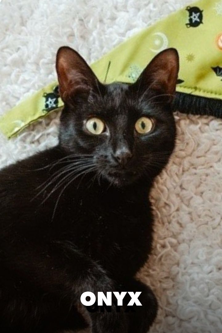 Onyx, Adopted at NEKO Cat Cafe in Bellingham