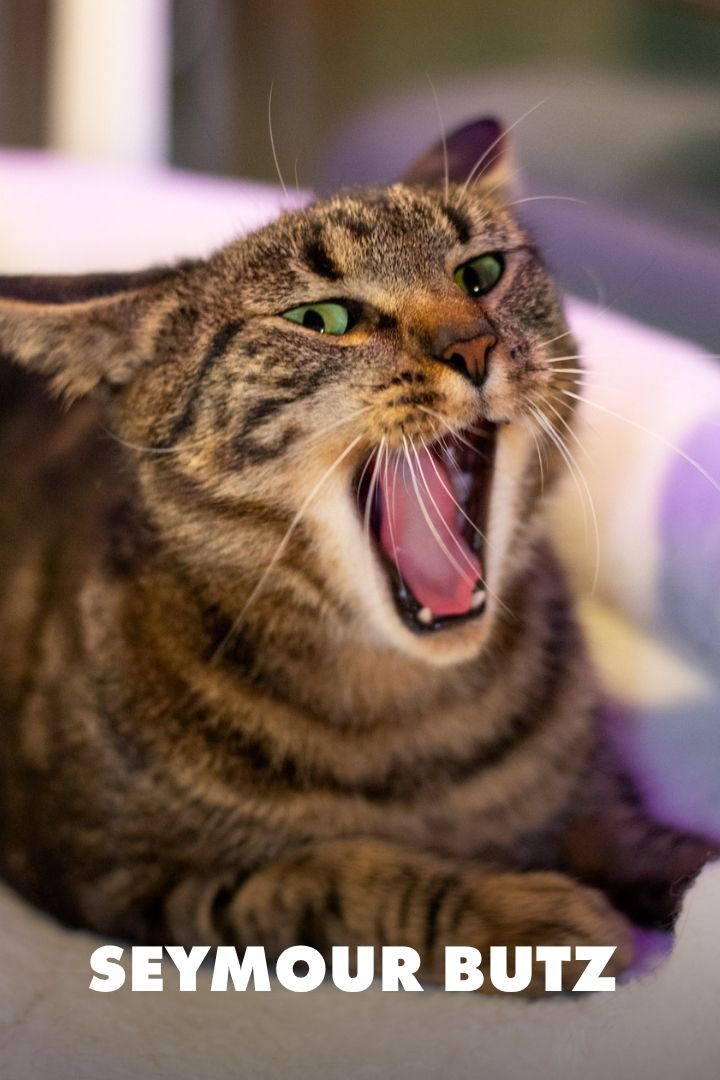 Seymour Butts Esquire, Adopted at NEKO Cat Cafe in Seattle