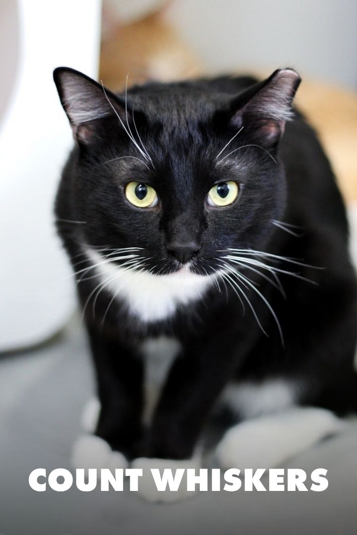 Count Whiskers, Adopted at NEKO Cat Cafe in Seattle