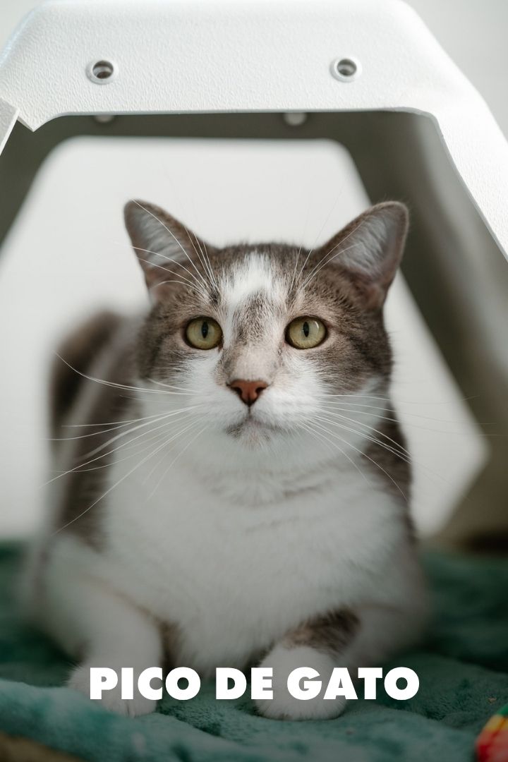 Pico De Gato, Adopted at NEKO Cat Cafe in Bellingham