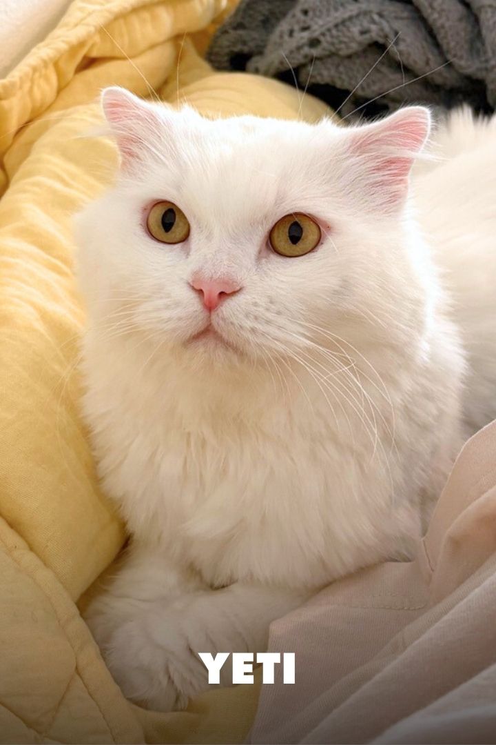 Yeti, Adopted at NEKO Cat Cafe in Seattle