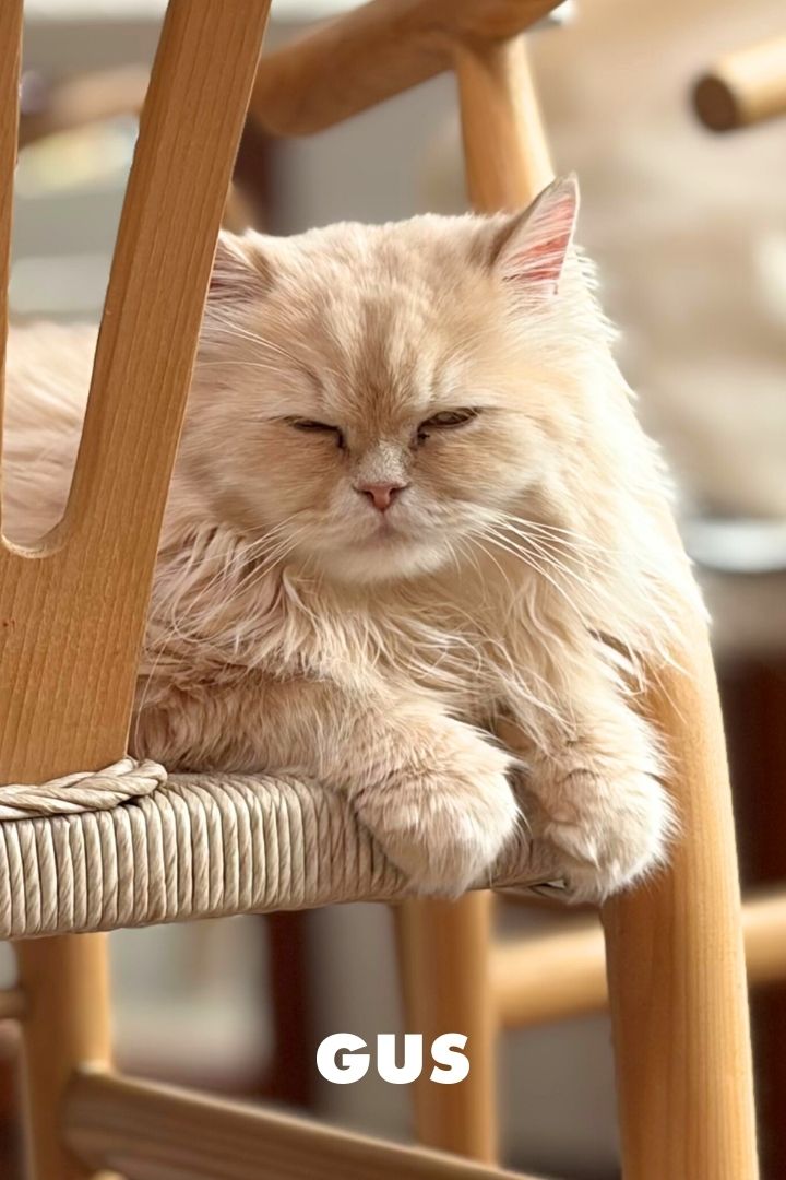 Gus, Adopted from foster with NEKO Cat Cafe