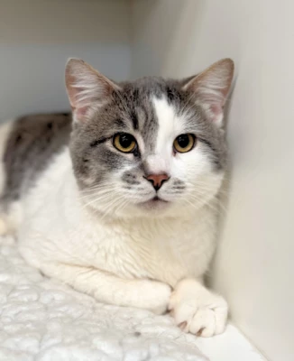 Your Dad's Furiend Vaughn