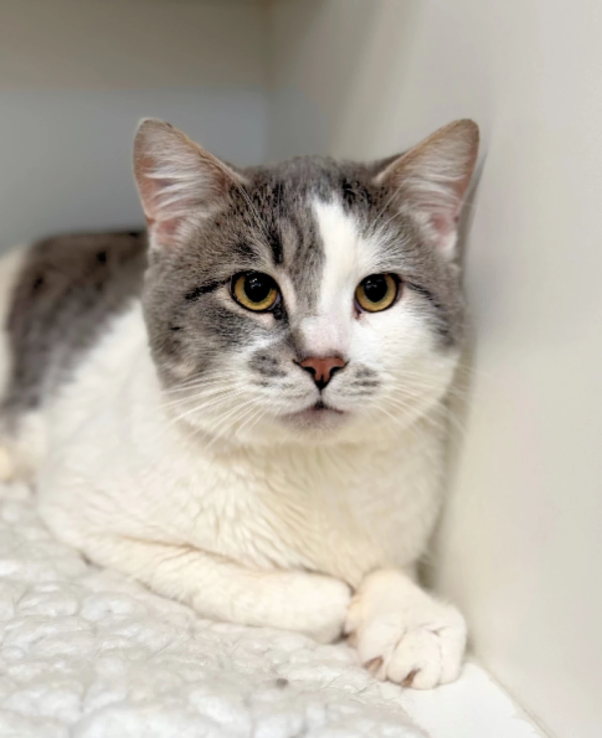 YOUR DAD'S FRIEND VAUGHN