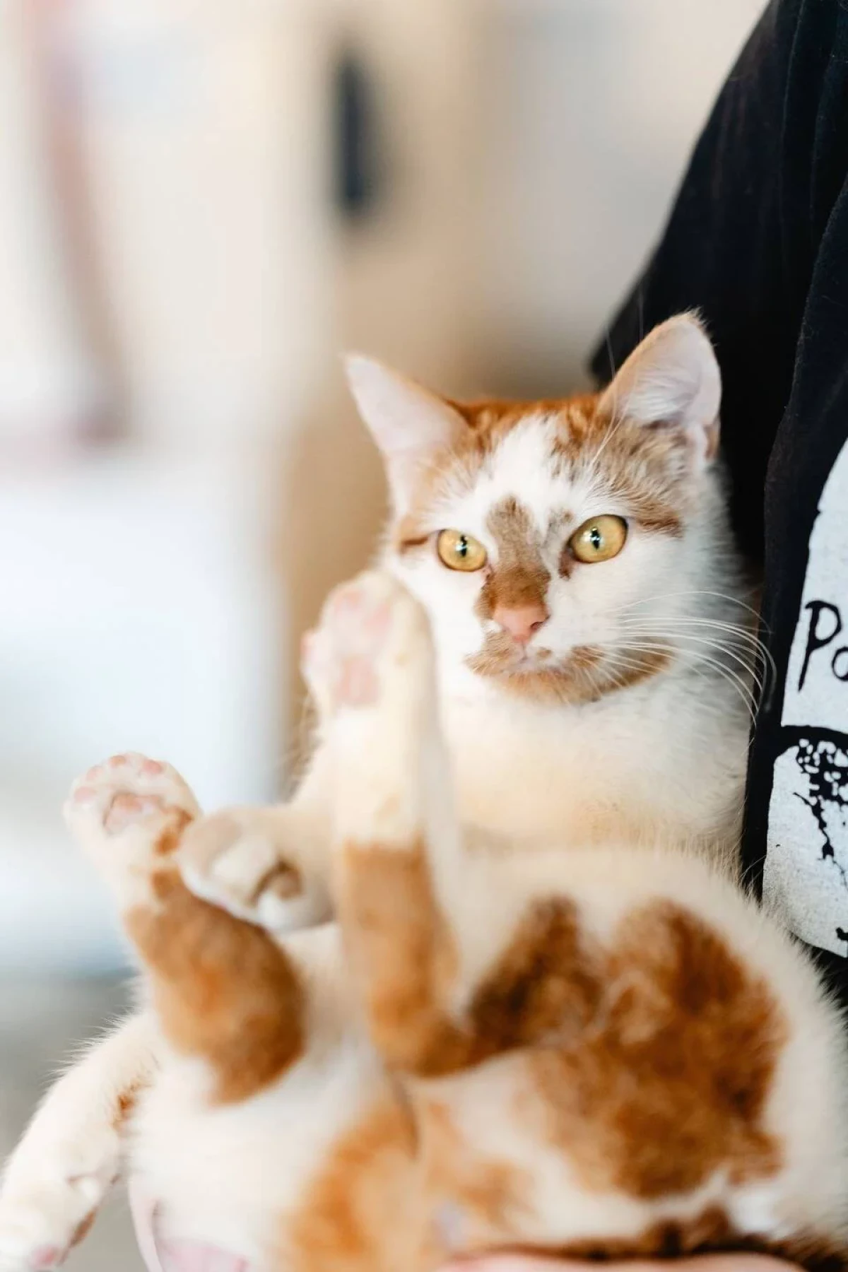 Come Meet Doug and the Gang!