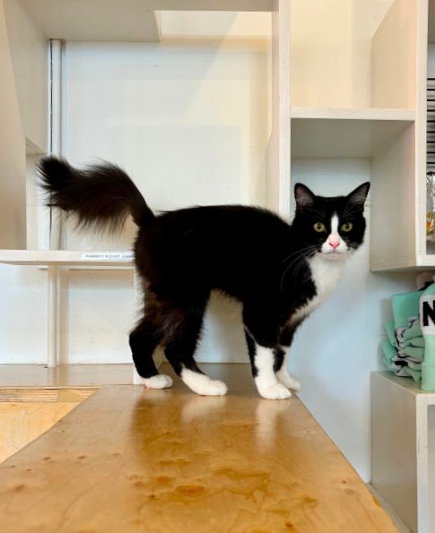 Jambalaya | NEKO Cat Cafe Bellingham | NEKO: A Cat Cafe | SIP THE