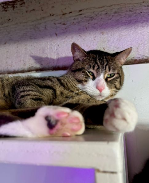 Jambalaya | NEKO Cat Cafe Bellingham | NEKO: A Cat Cafe | SIP THE