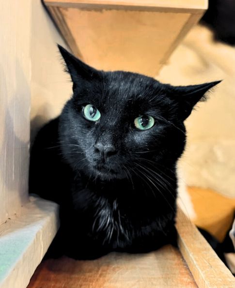 Xena: Warrior Purrincess | NEKO: A Cat Cafe | SIP THE DRINKS. PET
