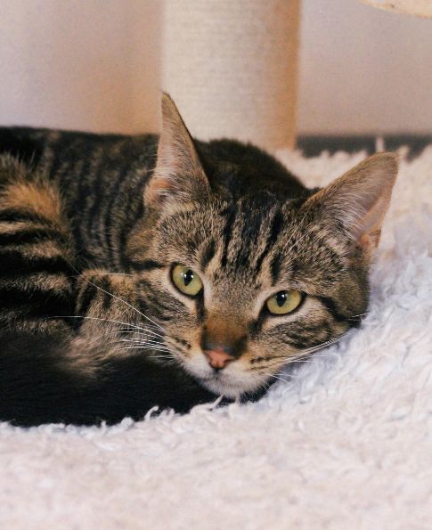 Zest | NEKO Cat Cafe: Seattle | NEKO: A Cat Cafe | SIP THE DRINKS