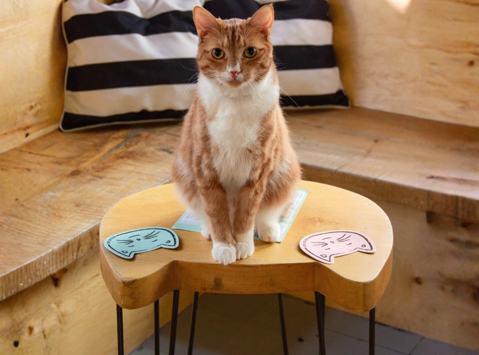 NEKO Cat Cafe gallery