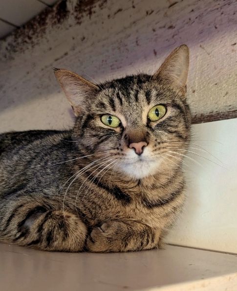 Xena: Warrior Purrincess | NEKO: A Cat Cafe | SIP THE DRINKS. PET