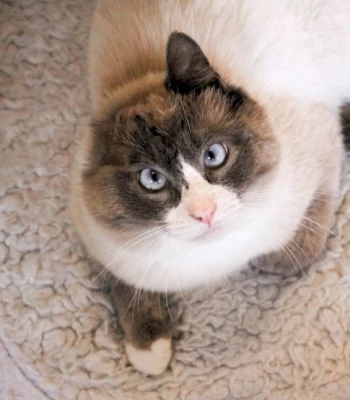 NEKO Cat Cafe gallery