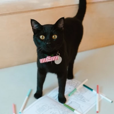 Sketch & Pet: Observational Cat Drawing (NEKO Bellingham): Book Meow