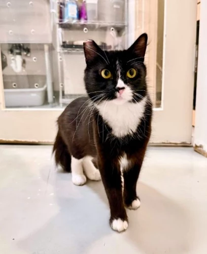 Purrsimmon