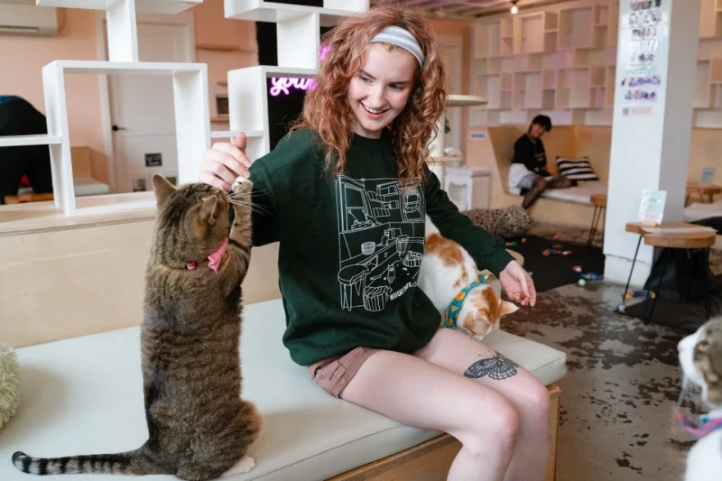 All Cat Room Experiences (Bellingham): Book Meow