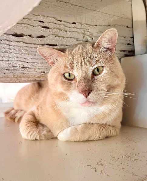 The Void | NEKO Cat Cafe Seattle | NEKO: A Cat Cafe | SIP THE