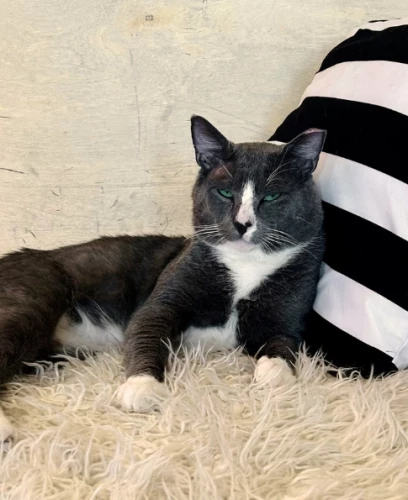 Pawblo Purrcasso