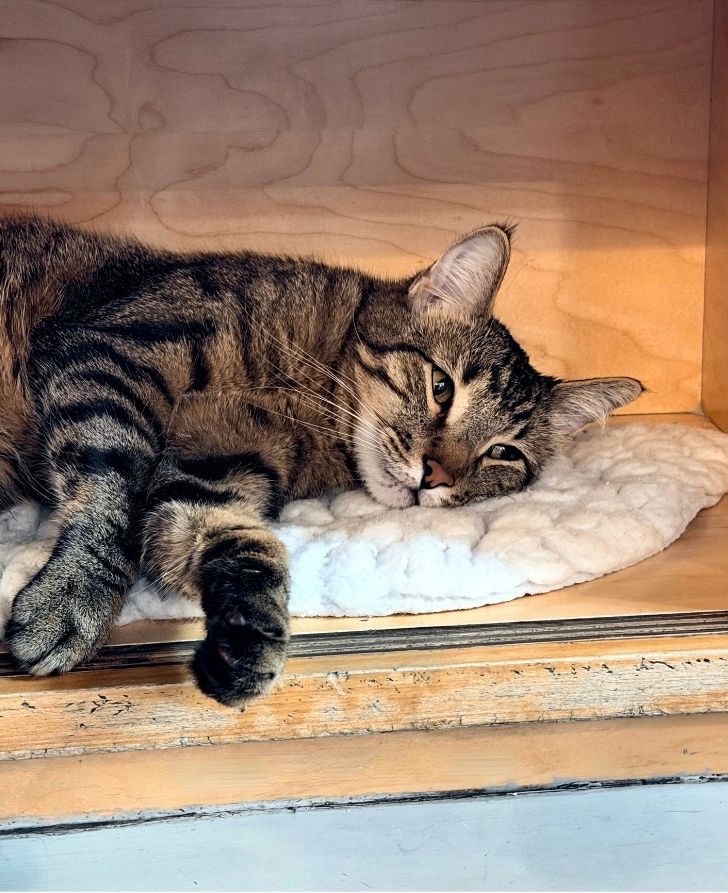 Katniss Everdeen at NEKO Cat Cafe Bellingham | NEKO: A Cat Cafe