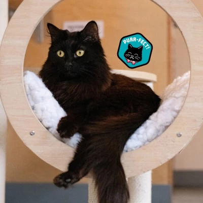 Elvira's Bloodworks Badge (Bloodworks NW): How to Donate