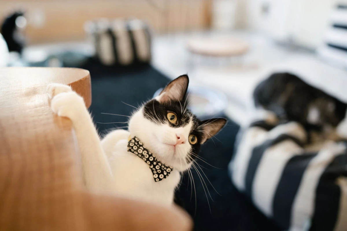 "The Local Cafe Turning Viral Cat Videos Into an Art Form"