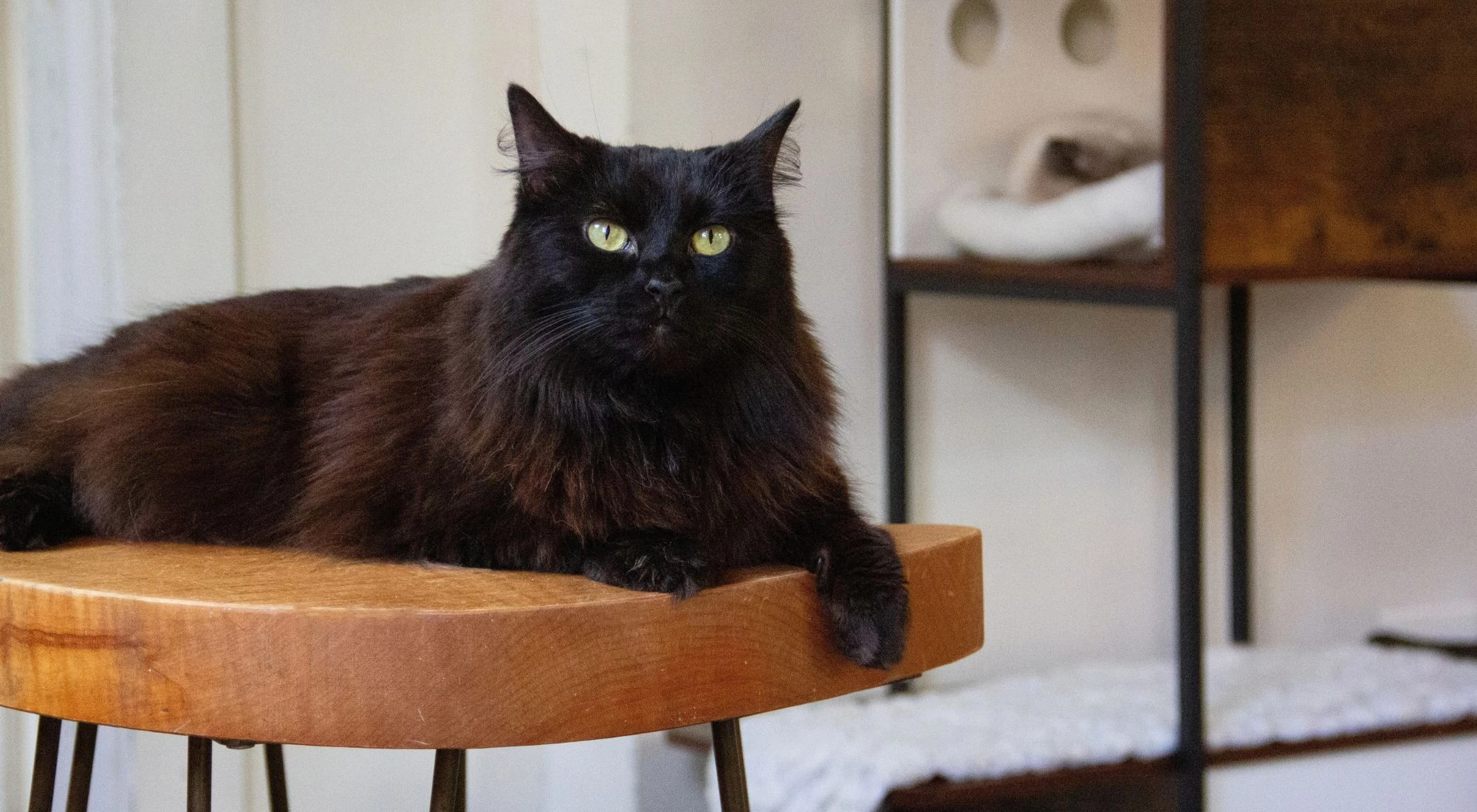 NEKO Cat Cafe