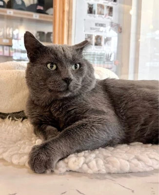 Gandalf the Grey