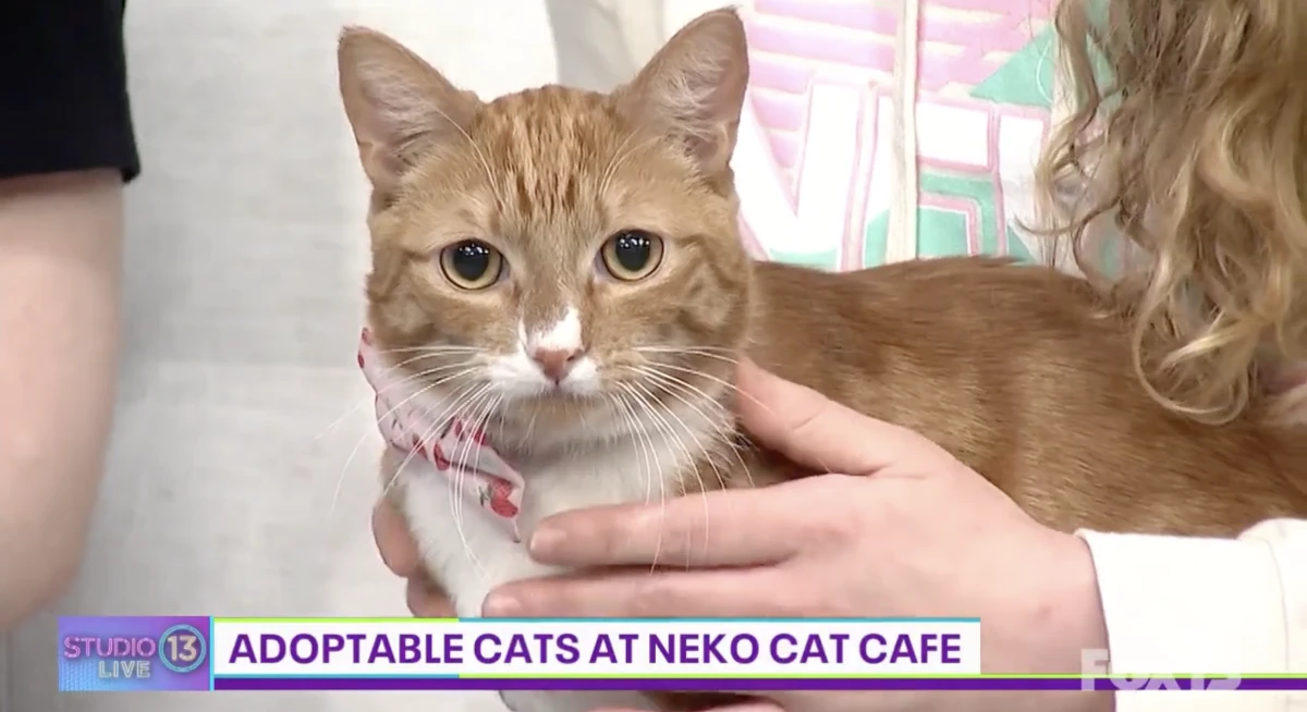 "Adoptable Cats at NEKO Cat Cafe"