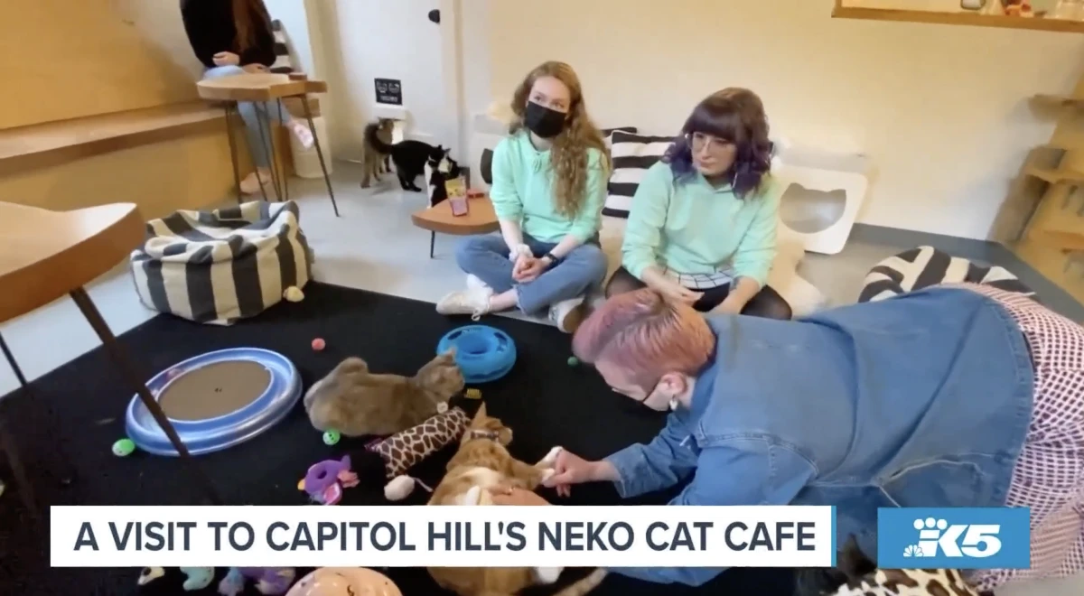 "Taking a Trip to Neko Cat Cafe"