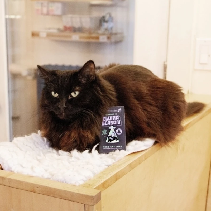 Pawlloweekend at NEKO (Seattle & Bellingham): Book Meow